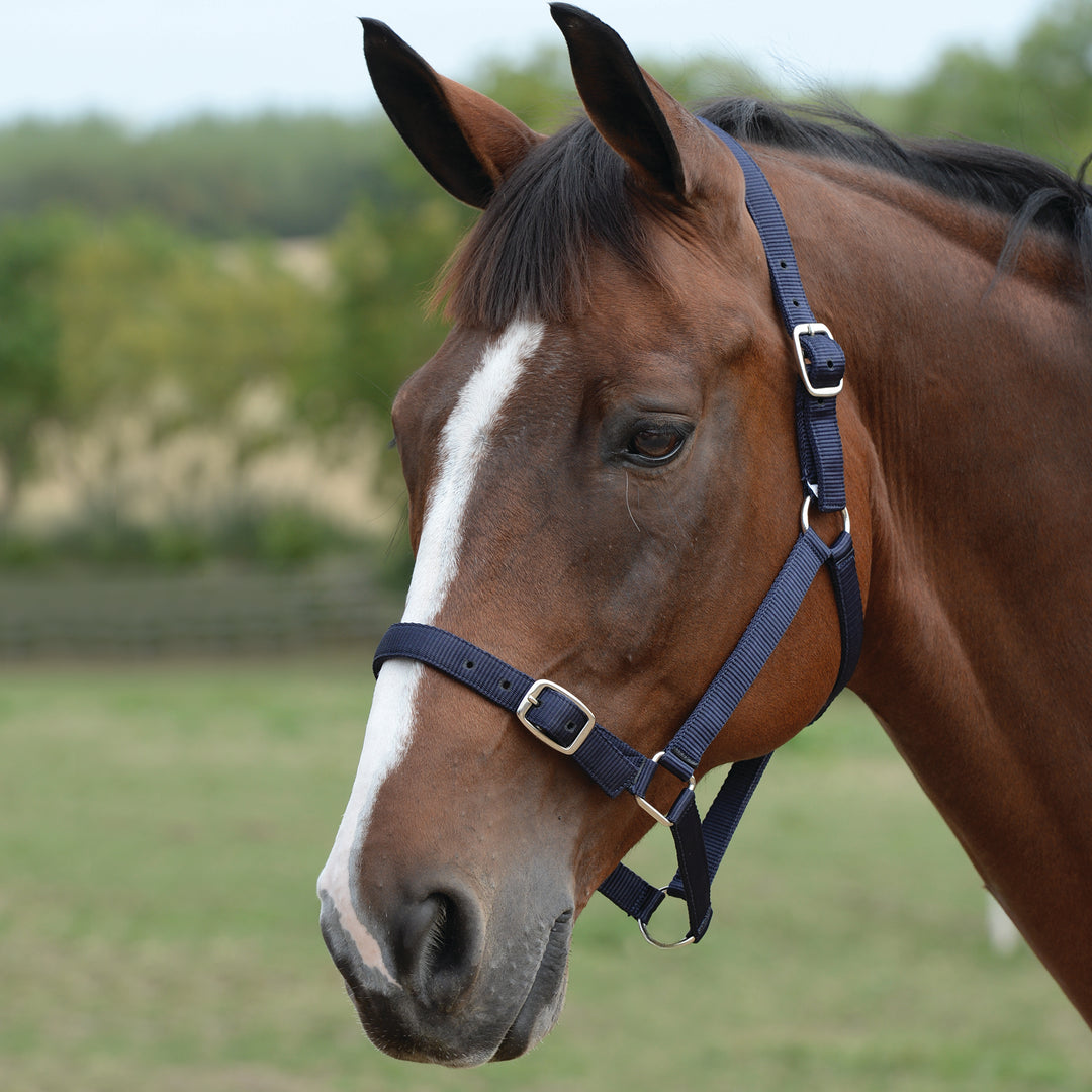 Roma Headcollar & Lead Set