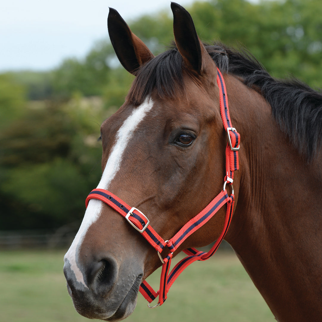 Roma Headcollar & Lead Set