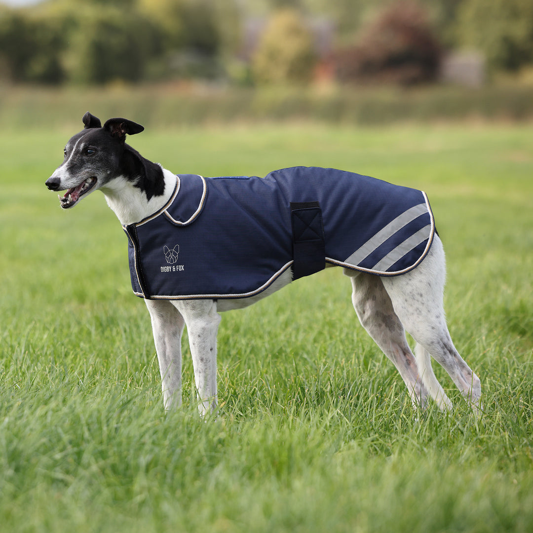 Digby & Fox Waterproof Greyhound Coat