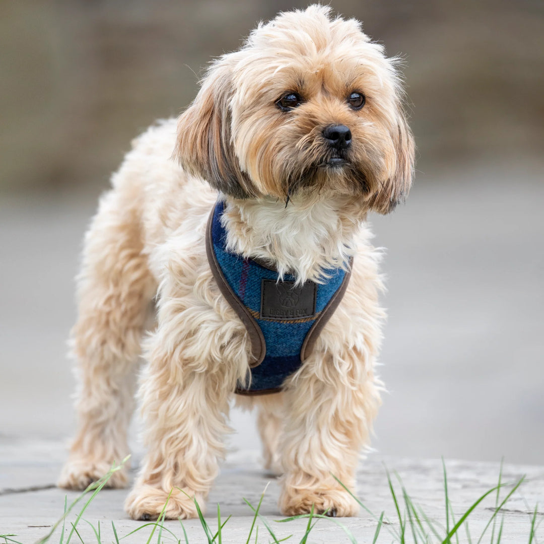 Digby & Fox Tweed Dog Harness