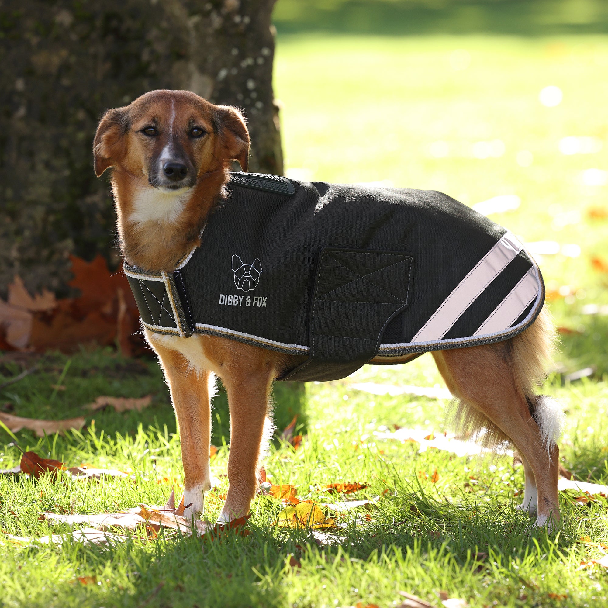 Shires Digby & Fox Hundehalsband Tweed – Klassisches Landhaus-Design, Mit Lederfutter, Größe L