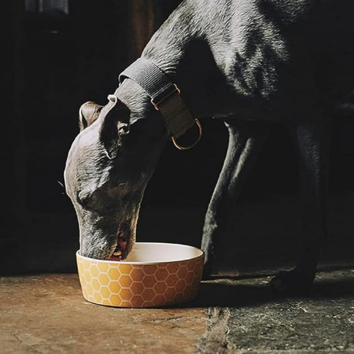 Dog eating from a bowl in a dimly lit room with a fireplace.