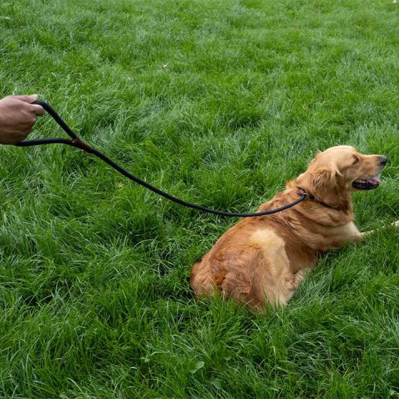 Zoon Primo Walkabout Dog Slip Lead 150 cm