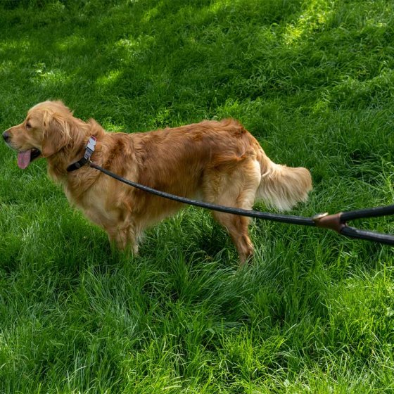 Zoon Primo Walkabout Dog Long Lead 150 cm