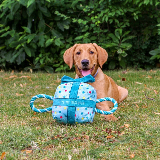 Ancol Its My Birthday Present Dog Toy