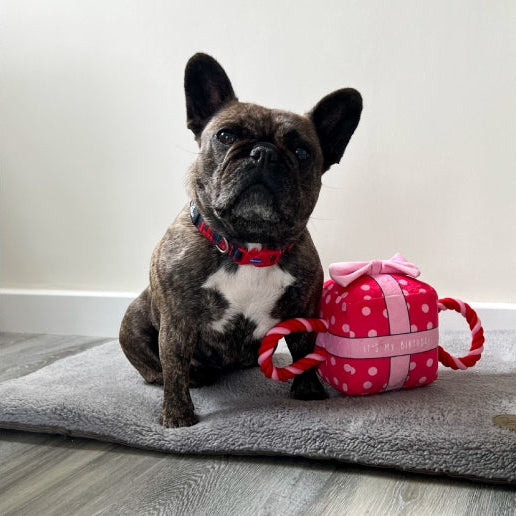 Ancol Its My Birthday Present Dog Toy