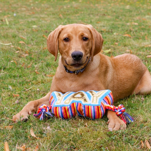 Ancol Pawty Yay Tugger Dog Toy