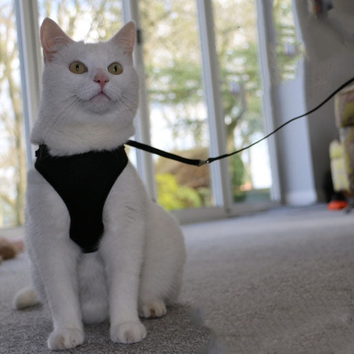 Ancol Soft Cat Harness and Lead