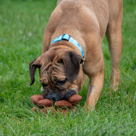 Ancol Heritage Peter Pine Cone Dog Toy
