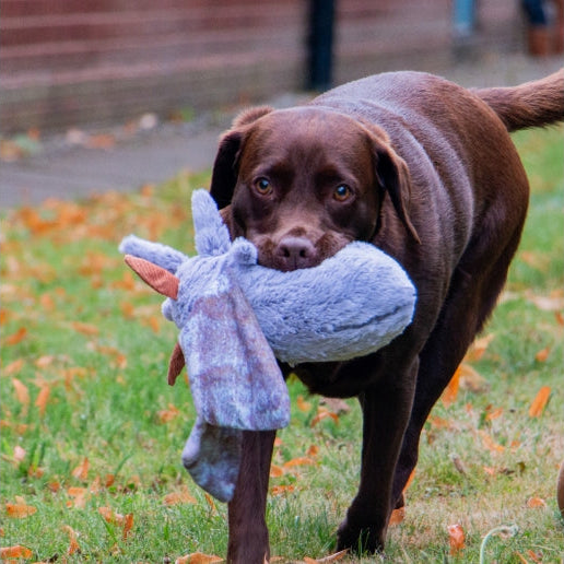 Ancol Fluffy Moths Dog Toy