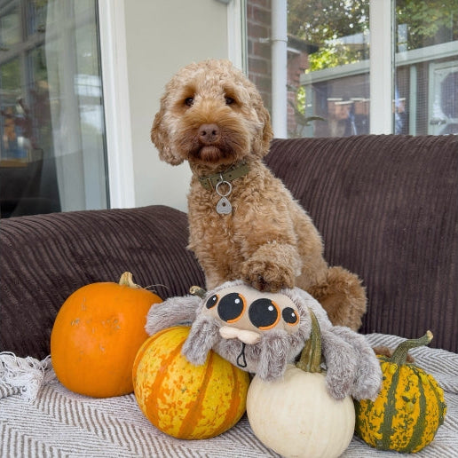 Ancol Sid Spider Dog Toy