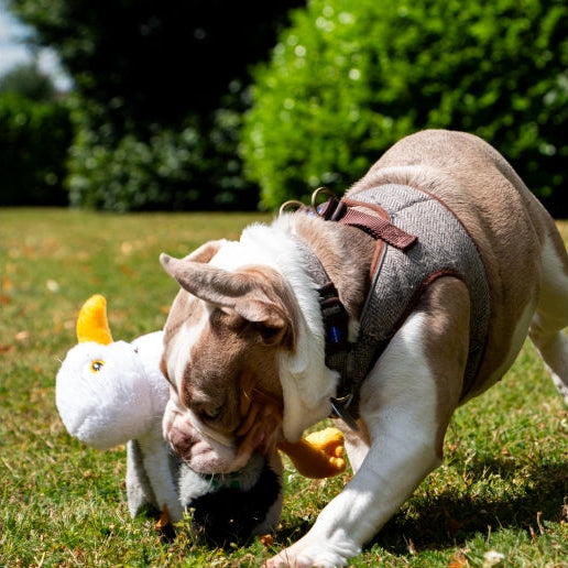 Ancol Made From Seagul Dog Toy