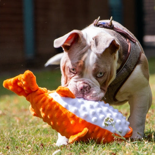 Ancol Made From Puffer Fish Dog Toy