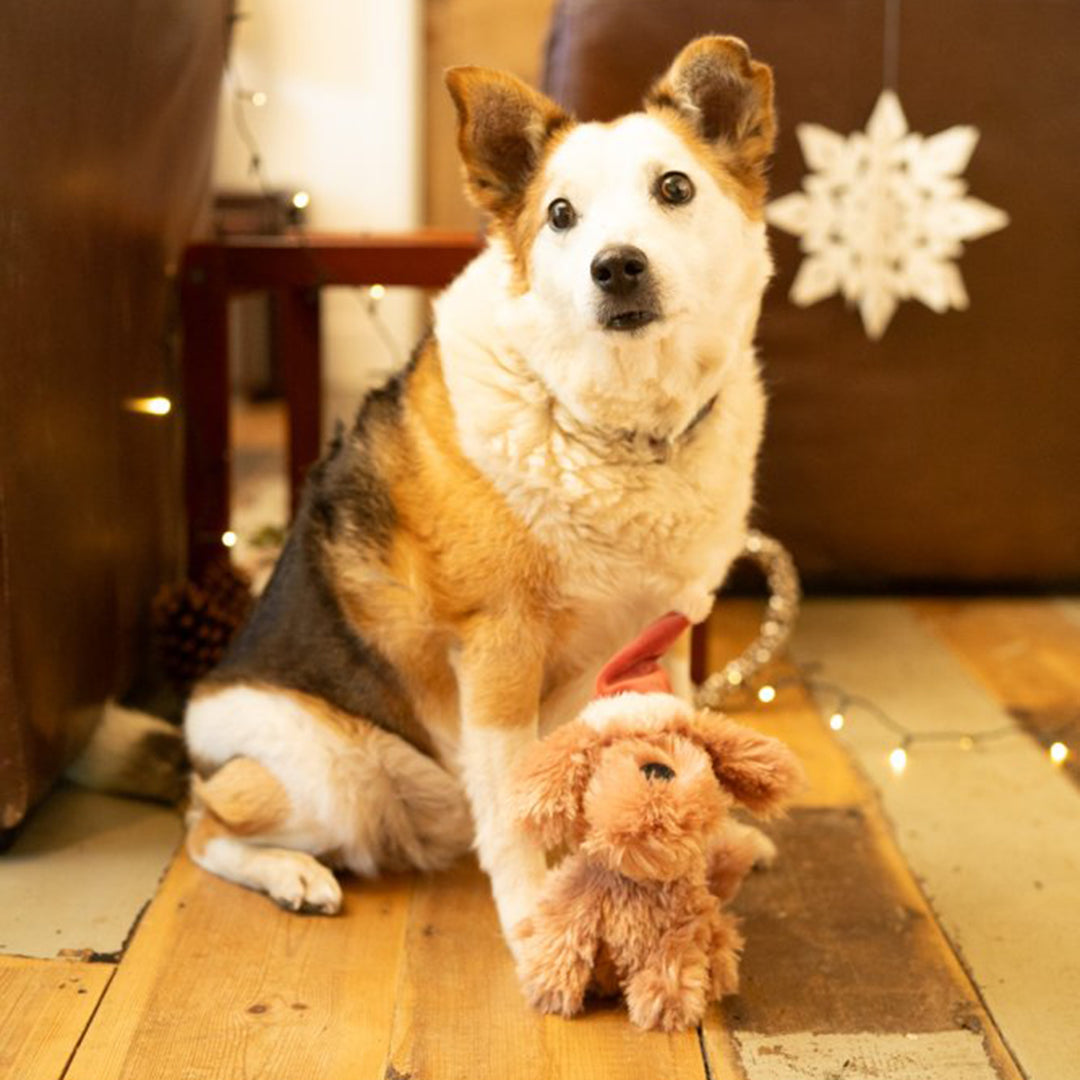 Petface Stella Scruffy Dog Plush Christmas Dog Toy