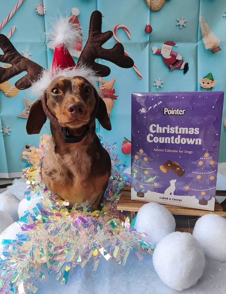 Pointer Advent Calendar for Dogs