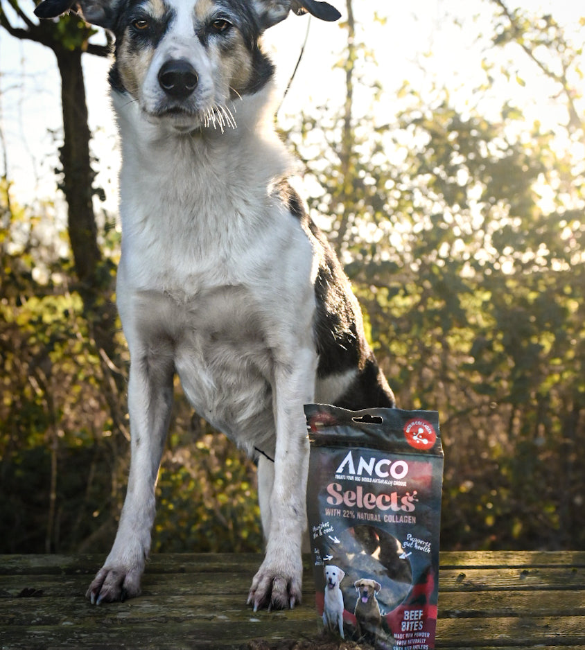 Anco Selects Beef Bites with Collagen