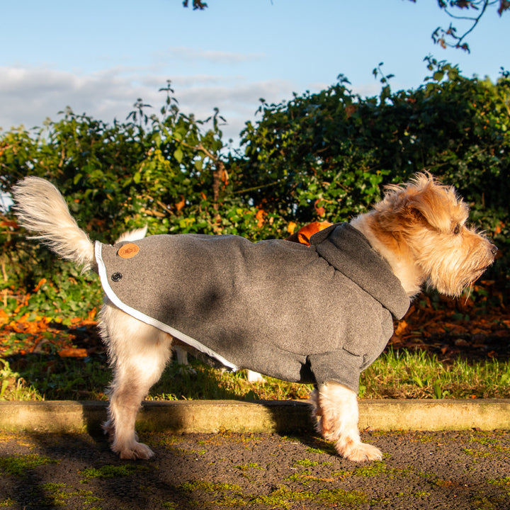 Dog wearing a gray coat standing outdoors with trees and grass in the background