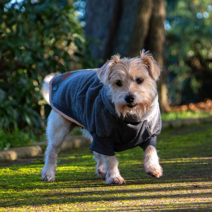 Dog wearing a gray sweater outdoors on a grassy area with trees in the background