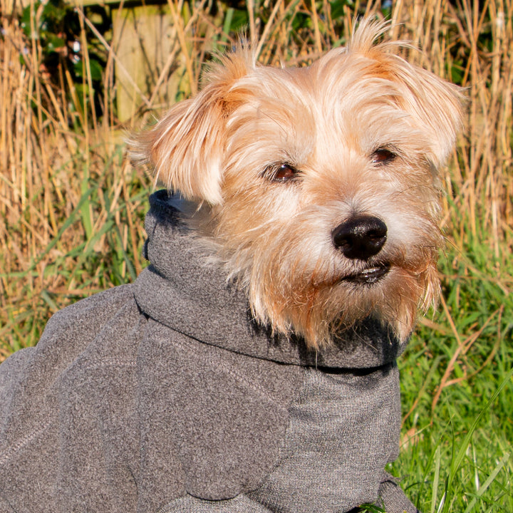 Dog wearing a gray sweater sitting in a grassy area with tall grasses in the background