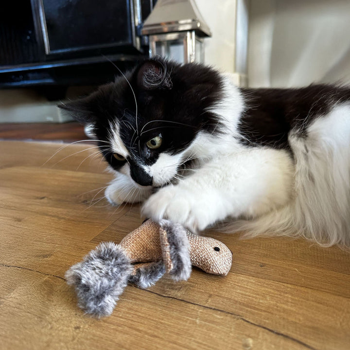 Ancol Cheeping Bird Cat Toy