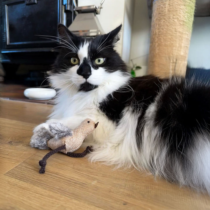 Ancol Cheeping Bird Cat Toy