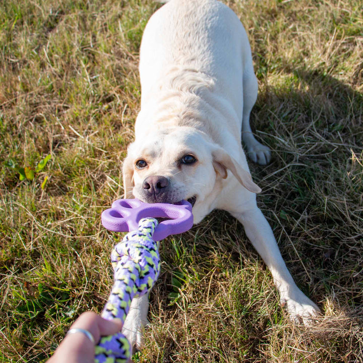 Ancol Playtime Ropey Paw Dog Toy