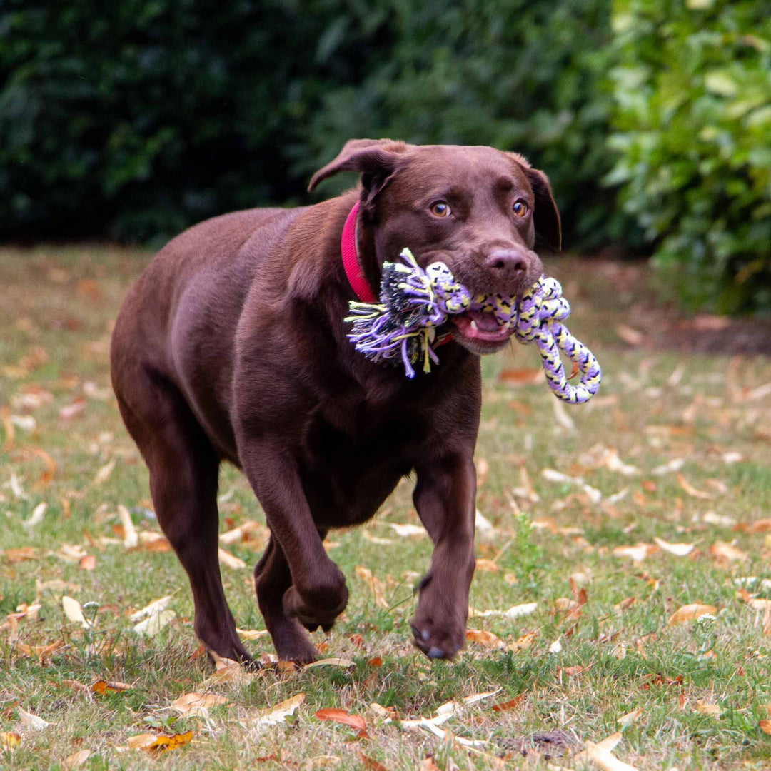 Ancol Playtime Ropey Knot Dog Toy
