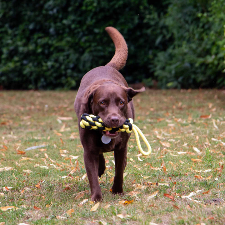 Ancol Playtime Bumble Bee Ropey Plait Dog Toy