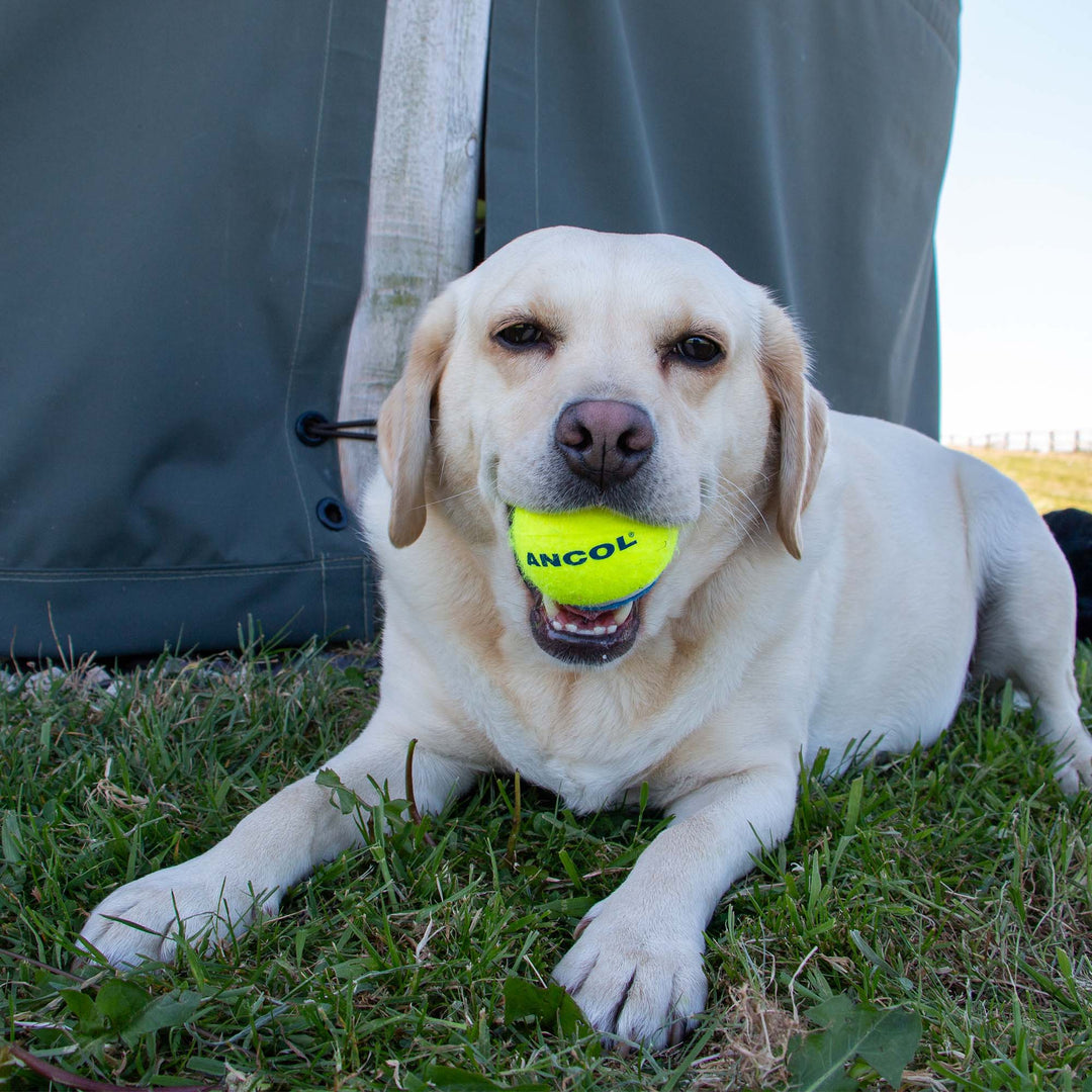 Ancol Playtime Chase Ancol Tennis Balls