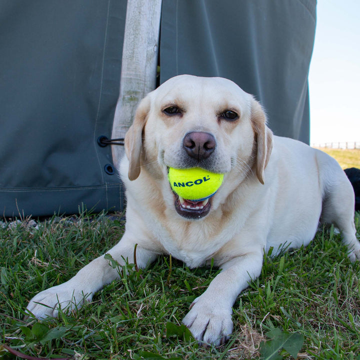 Ancol Playtime Chase Ancol Tennis Balls
