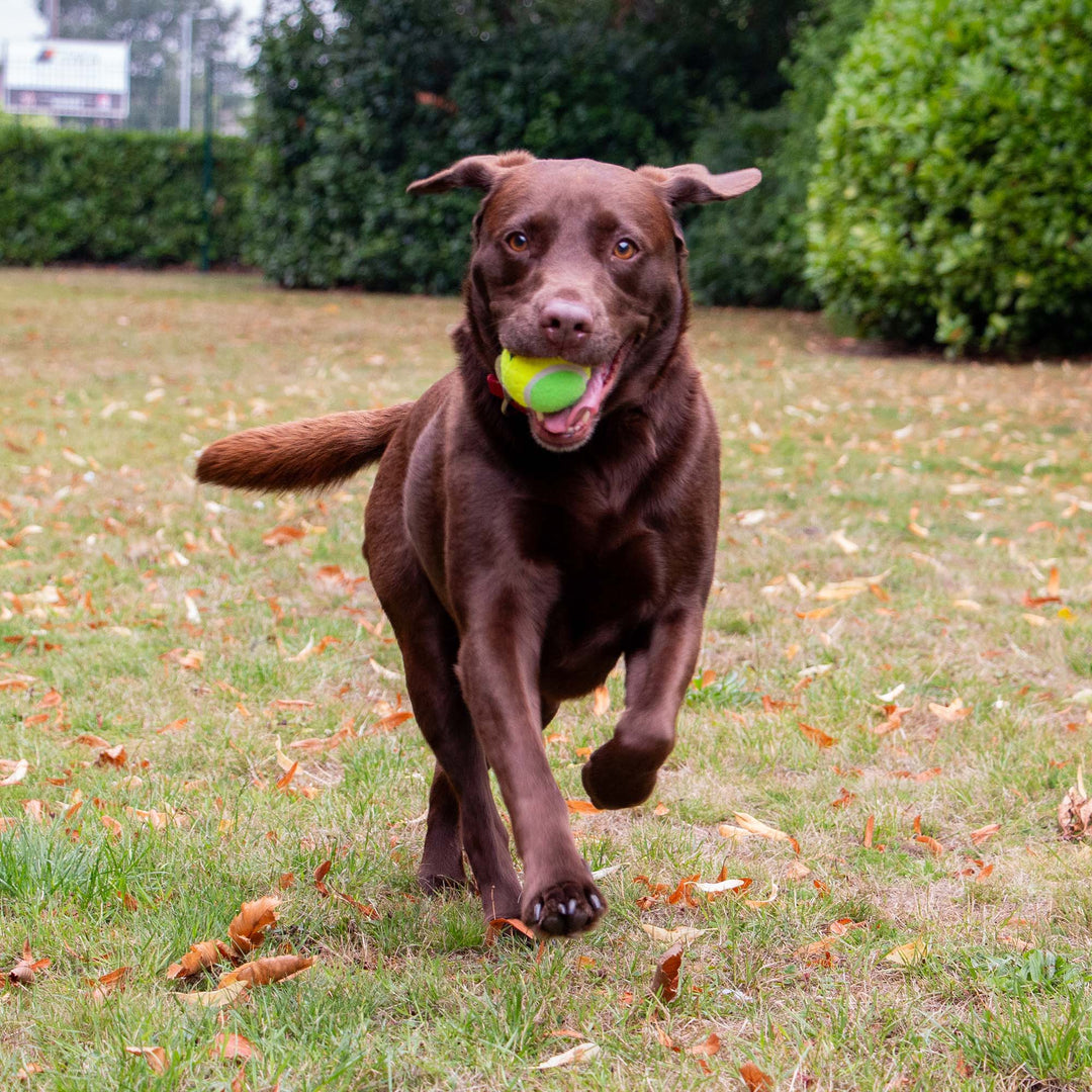 Ancol Playtime Chase Ancol Tennis Balls
