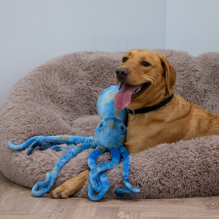 Ancol Cuddle Phil the Kraken Dog Toy