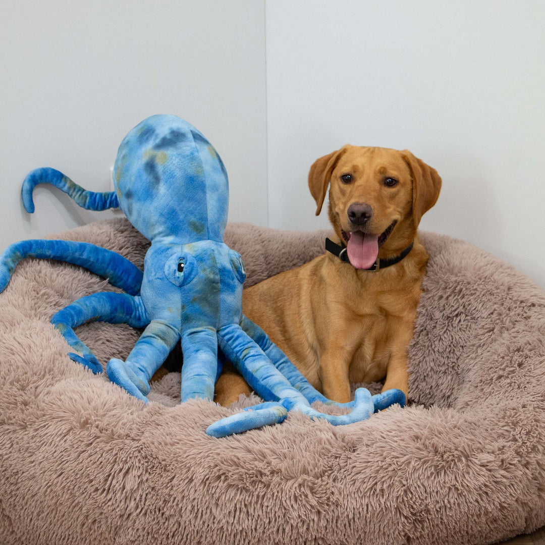 Ancol Cuddle Phil the Kraken Giant Dog Toy