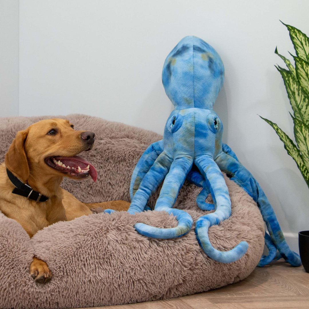 Ancol Cuddle Phil the Kraken Giant Dog Toy