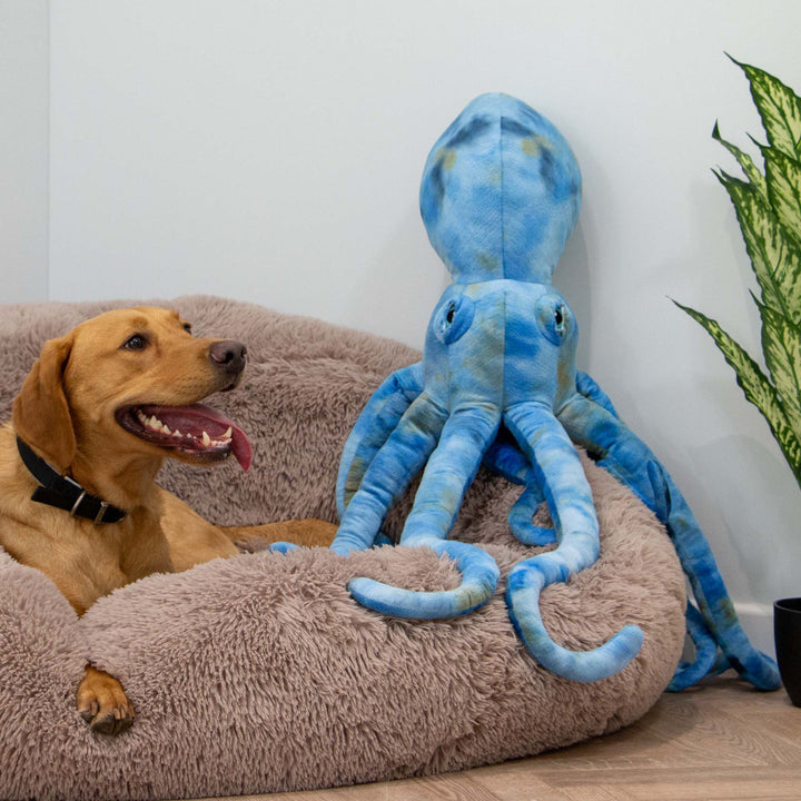 Ancol Cuddle Phil the Kraken Giant Dog Toy