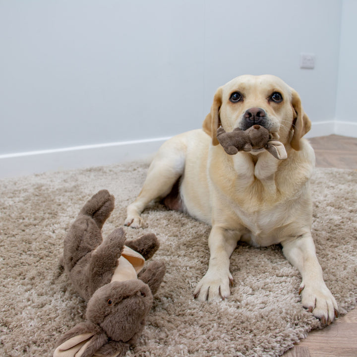 Ancol Cuddle Kangaroo & Joey Dog Toy