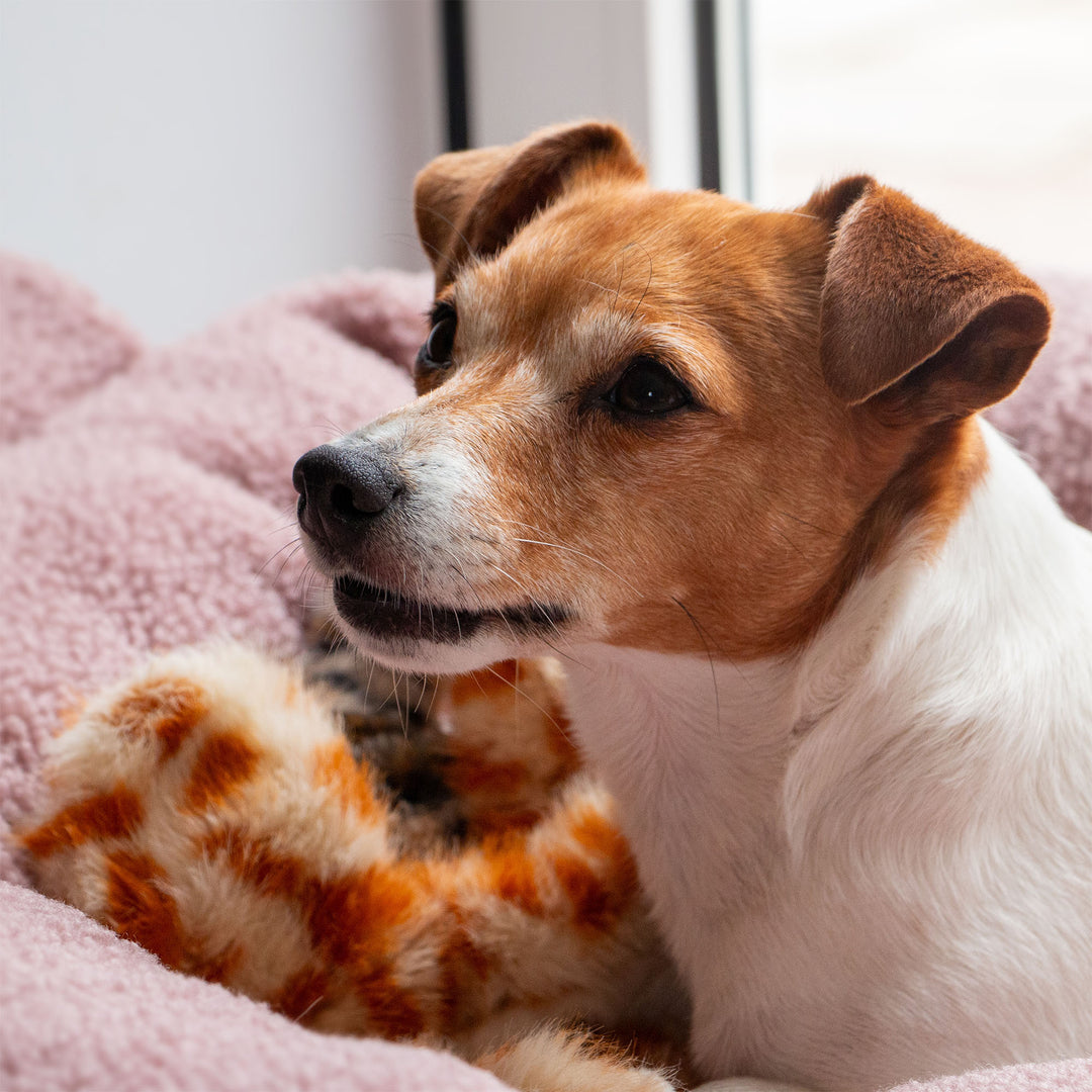 Ancol Cuddle Giraffe Floppet Silent Dog Toy