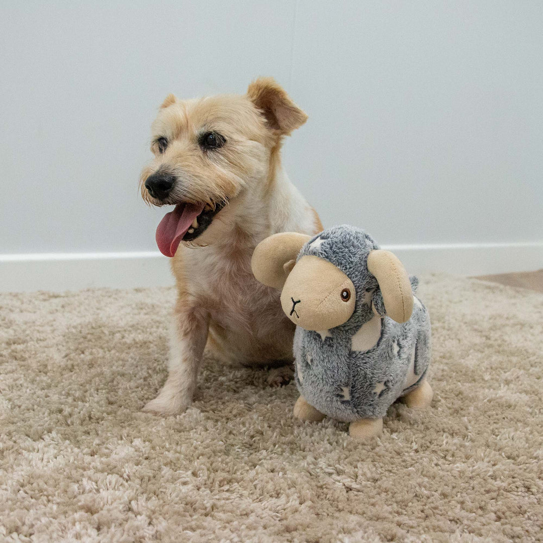 Ancol Cuddle Glow in the Dark Sheep Dog Toy