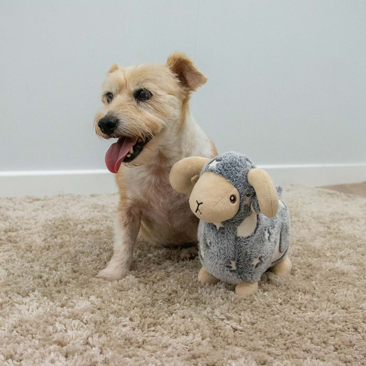 Ancol Cuddle Glow in the Dark Sheep Dog Toy