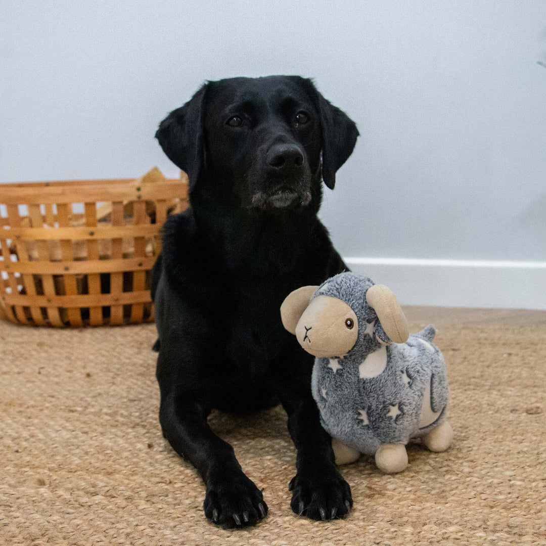 Ancol Cuddle Glow in the Dark Sheep Dog Toy