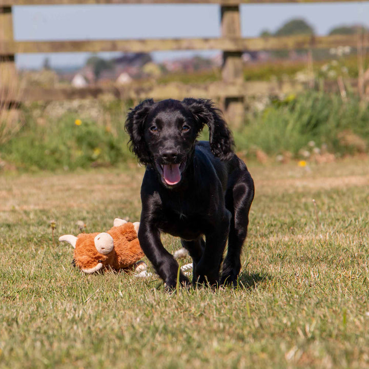 Ancol Small Bite Highland Cow Dog Toy