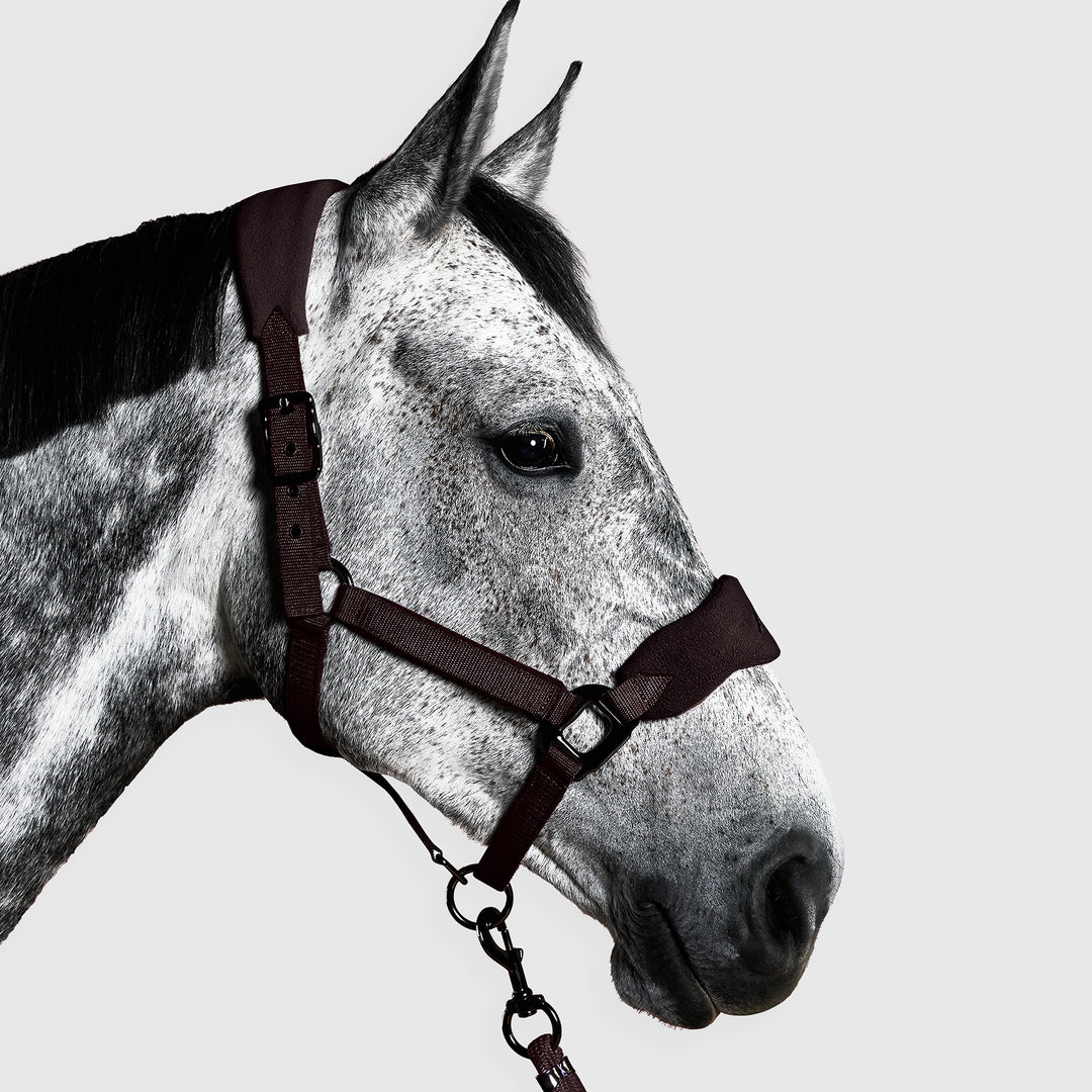 Aztec Diamond Panel Head Collar
