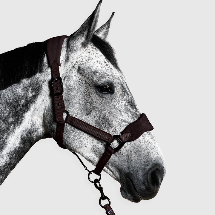 Aztec Diamond Panel Head Collar