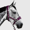 Aztec Diamond Panel Head Collar