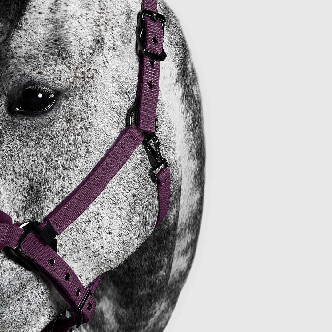 Aztec Diamond Panel Head Collar