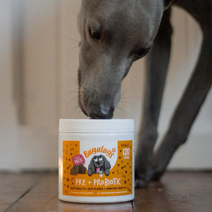 Bugalugs Pre & Probiotic Digestive Chews