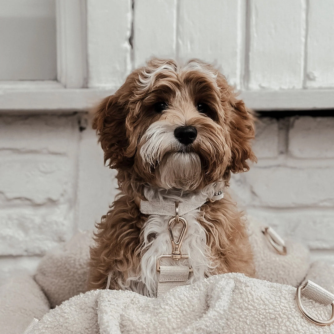 By Teddy Bouclé Dog Collar