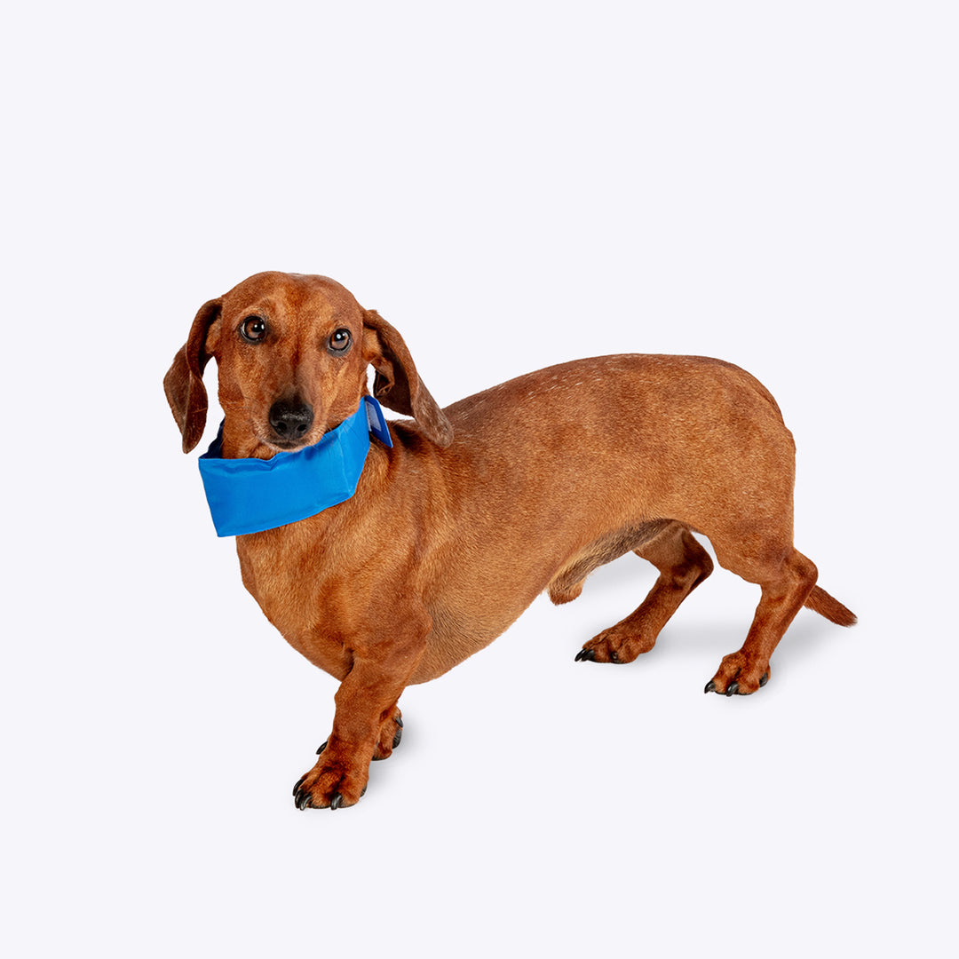 Danish Design Pet Cooling Collar
