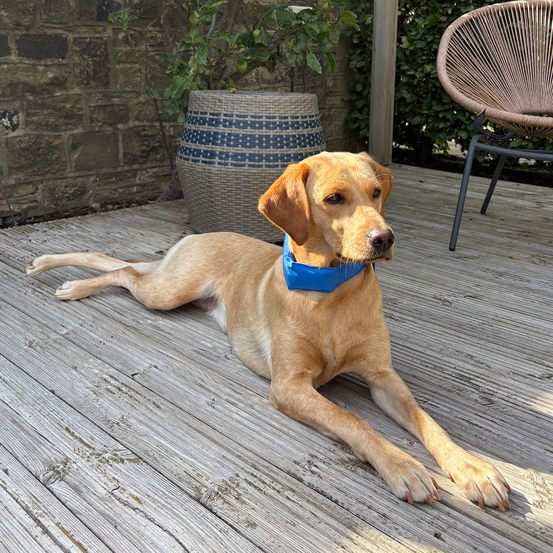 Danish Design Pet Cooling Collar