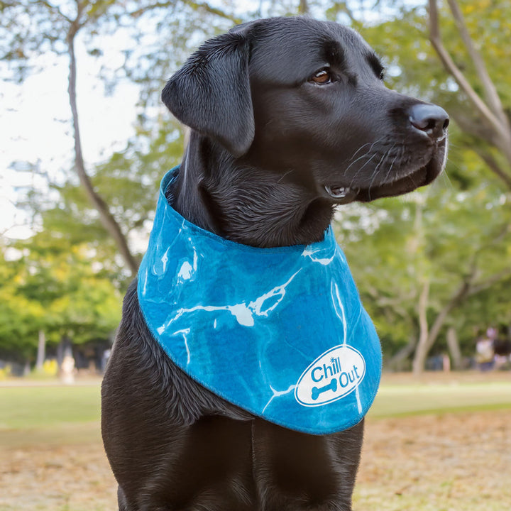 All For Paws Chill Out Ice Bandana